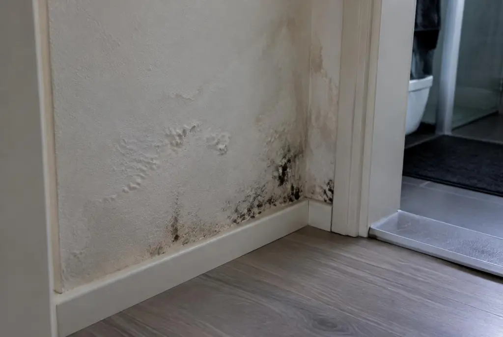 Lekdetectie Meppel – vochtplek met schimmel op een muur
